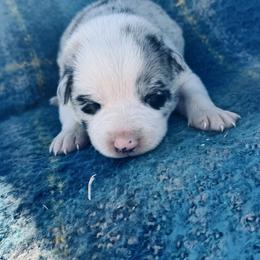 Green - Blue merle male Border Collie puppy in Minden, Iowa from Rocking N Registered Border Collies & Labradors