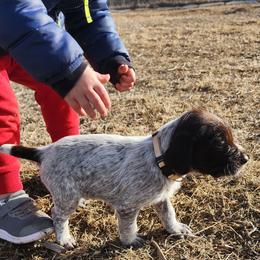 Wirehaired Pointing Griffon Puppies from Idaho Wirehaired Pointing Griffons