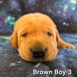 Brown Boy - Yellow male Labrador Retriever puppy in Potosi, Wisconsin from Point and Flush Gun Dogs