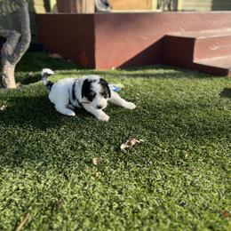 Bernedoodle Puppies from SoCal Bernedoodles
