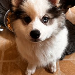 Chip - Black and white Pomsky puppy in Bolingbrook, Illinois from Angel's Creek Pomskies