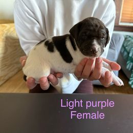 German Shorthaired Pointer Puppies from Bernardonis