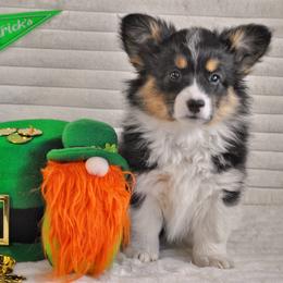 Diamond - Black and tan female Pembroke Welsh Corgi puppy in Hotchkiss, Colorado from Grand Mesa Corgis