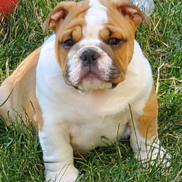 Bulldog Puppies from Chris Hermiller