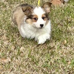 Pembroke Welsh Corgi Puppies from Campbell Ranch Corgis