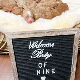 Goldendoodle Puppies from Small World Doodles