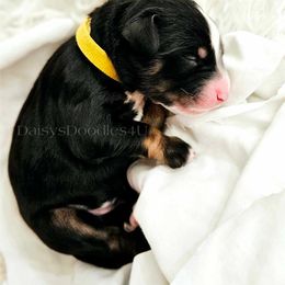 Bernedoodle Puppies from Daisy's Doodles