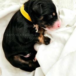 Bernedoodle Puppies from Daisy's Doodles
