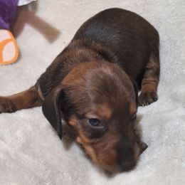 Girl 2 - Red female Dachshund puppy in Liberty, North Carolina from Heavenly Doxies