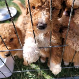 Goldendoodle Puppies from Heavenly Goldendoodles