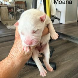 Moana - White female American Eskimo Dog puppy in El Cajon, California from Sesi’s Legacy Kennels
