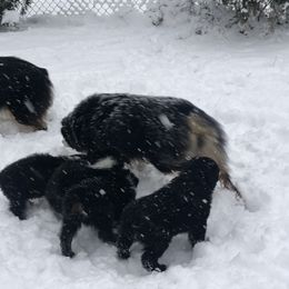 Australian Shepherd and Collie Puppies from Nicara kennel