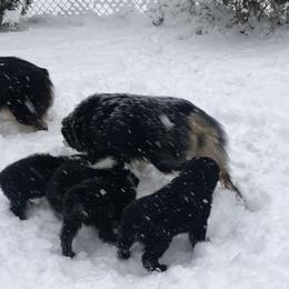 Australian Shepherd and Collie Puppies from Nicara kennel