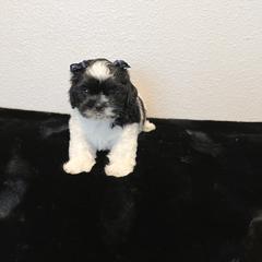 Mal-Shi Puppies from NC Stellar Puppies