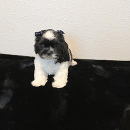 Mal-Shi Puppies from NC Stellar Puppies