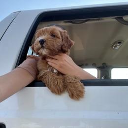 Double Doodle and Goldendoodle Puppies from GoldendoodlePaw