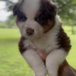 Australian Shepherd Puppies from OakHaven Acres Aussies