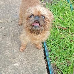 Emmy - Brussels Griffon