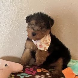 Precious - Black and tan female Welsh Terrier puppy in Park Rapids, Minnesota from Peggy’s Terriers