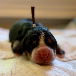 Boy 3 - male Bernese Mountain Dog puppy in Stanwood, Washington from Butter Cup Pups and Paws