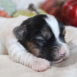 Marley - Parti male Yorkshire Terrier puppy in Eastland, Texas from Peach Yorkies