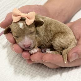 Cindy - Apricot female Goldendoodle puppy in Huntington, Utah from Krispydoodle