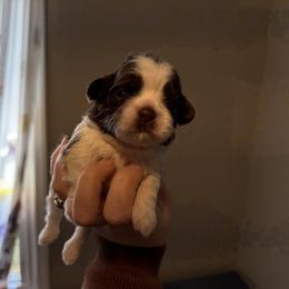 Boy 1 - Liver and white male Shih Tzu puppy in Springfield, Missouri from Lopez Family Tails