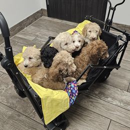 Poodles from Arizona's Once Upon A Boston and Poodle ❤️