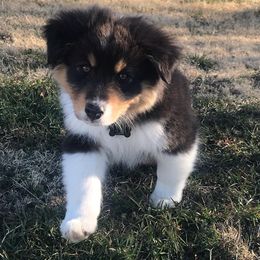 Australian Shepherd Puppies from 4t Aussies