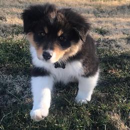 Australian Shepherd Puppies from 4t Aussies