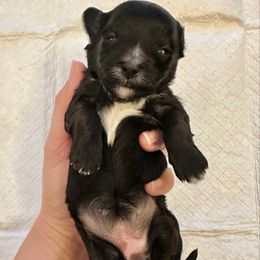 Female 5 - Black female Havapoo puppy in Brooksville, Florida from Kruger Doodles