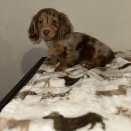 Grey collar - Dapple male Dachshund puppy in Turlock, California from Vibrant Dachshunds