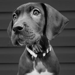 Boy - Black and white Great Dane puppy in Gonzales, Louisiana from Anstatt House Of Danes