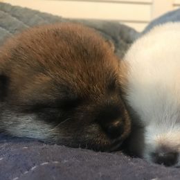 Shiba Inu Puppies from Rodel Shibas