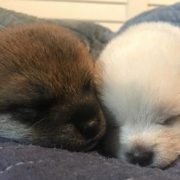 Shiba Inu Puppies from Rodel Shibas