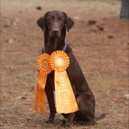 Oakley - Labrador Retriever