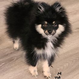 Tia boy 1 - Black and tan male Pomeranian puppy in Turnersville, New Jersey from MK Exquisite Poms