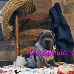 Chinese Shar-Pei Puppies from Zoey's Waggly Tails