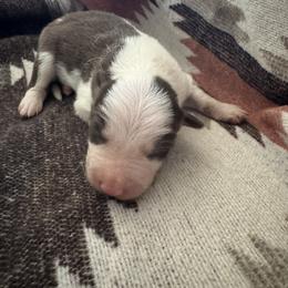 Girl 2 - Red female Border Collie puppy in Wasilla, Alaska from Double J & L Ranch Border Collies