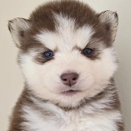 Tessa - Red and white female Siberian Husky puppy in Woodlawn, Virginia from Delta Huskies