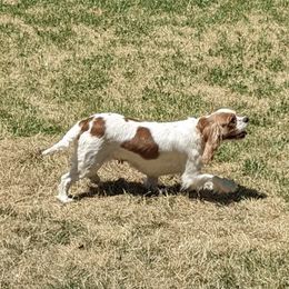 Just Win - Cavalier King Charles Spaniel