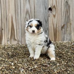 Puma - Blue merle female Australian Shepherd puppy in Ashland, Ohio from SS Australian Shepherds