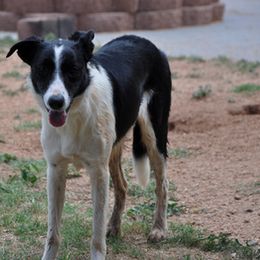 Border Collie and Mudi All Grown Up from Twisted Acres Border Collies and Mudi