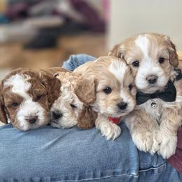 Cavapoo and Dachshund Puppies from Barnyard Dachshunds, Dals & Doodles