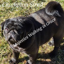 Grace  - Pug