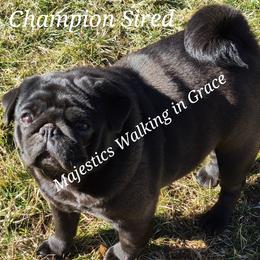 Grace  - Pug