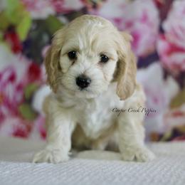 Barnaby - Cream male Cockapoo puppy in Lowry City, Missouri from Cooper Creek Puppies