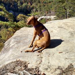 Lilah - Vizsla