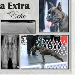 Boxer puppies from Cadogans Boxers