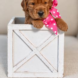 Miss Pink Collar - Gold female Australian Labradoodle puppy in Wake Forest, North Carolina from Lucky Country Labradoodles